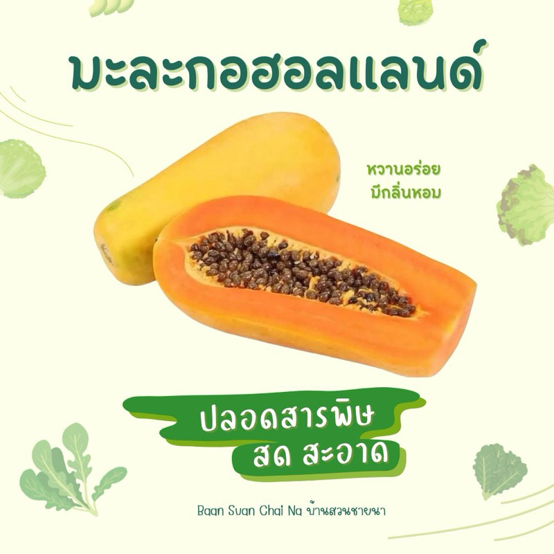 มะละกอฮอลแลนด์ ขนาด 1-1.5 กิโลกรัม | เนื้อแน่น หวานฉ่ำ ทานอร่อย พร้อมสรรพคุณเพื่อสุขภาพ