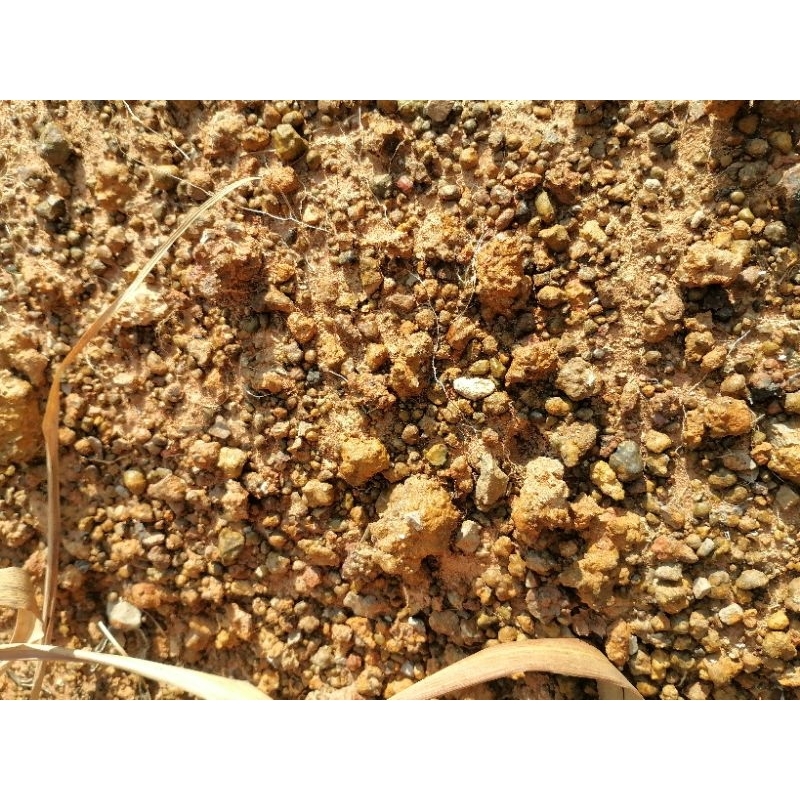 ตะไคร้หอม [ตัดสดทั้งต้นใบเป็นกิโลกรัม]: [ไร้สารเคมี:Organic] : Cymbopogon nardus [สำหรับสกัดน้ำหอมระเหย หมักยาไล่แมลง] ราคา ถูกที่สุด ดีลบีเคเค แกลเลอรีภาพที่ 5