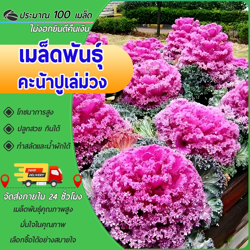 100 เมล็ด ของแปลก！เมล็ดพันธุ์คะน้าปูเล่ปูเล่สีม่วง เมล็ดคะน้าปูเล่  ประดับสวยงาม ปูเล่สีม่วง ใบใหญ่