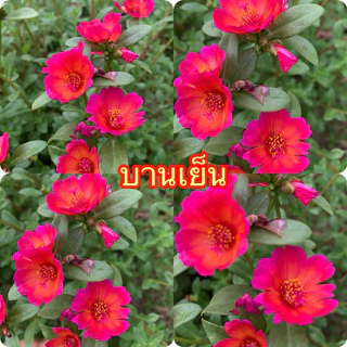 คุณนายตื่นสายมีให้เลือก 60สี สีละ10 กิ่ง 20฿รับประกันกิ่งสมบูรณ์ กิ่งสวยกิ่งใหญ่ สนใจสอบถามได้นะคะ