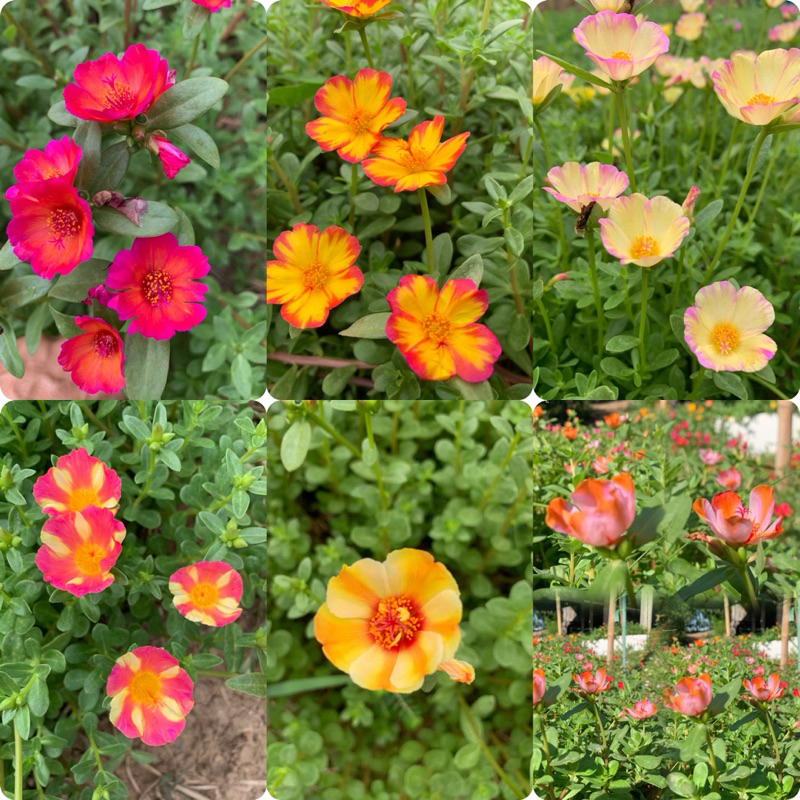 คุณนายตื่นสายมีให้เลือก 60สี สีละ10 กิ่ง 20฿รับประกันกิ่งสมบูรณ์ กิ่งสวยกิ่งใหญ่ สนใจสอบถามได้นะคะ