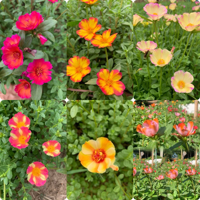 คุณนายตื่นสายมีให้เลือก 60สี สีละ10 กิ่ง 20฿รับประกันกิ่งสมบูรณ์ กิ่งสวยกิ่งใหญ่ สนใจสอบถามได้นะคะ