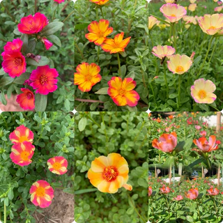 คุณนายตื่นสายมีให้เลือก 60สี สีละ10 กิ่ง 20฿รับประกันกิ่งสมบูรณ์ กิ่งสวยกิ่งใหญ่ สนใจสอบถามได้นะคะ