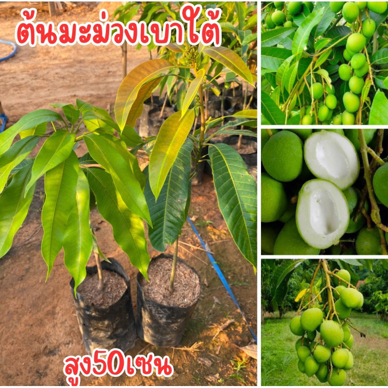 ต้นมะม่วงเบาใต้ ต้นเสียบยอด1-2ปีติดผล สูง50เซน พร้อมส่งครับ