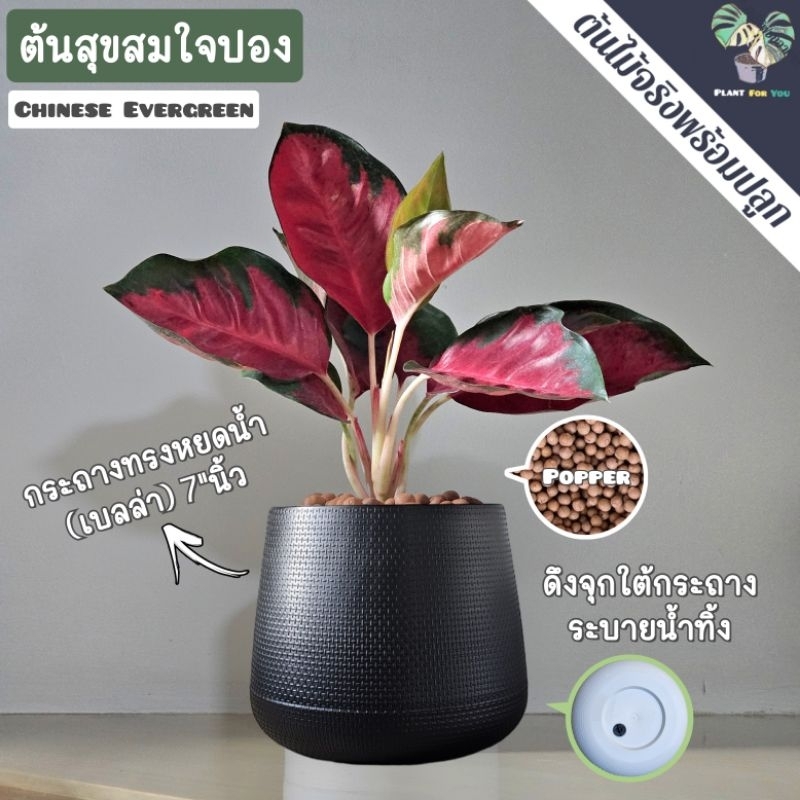 ❤️ต้นสุขสมใจปอง Chinese Evergreen พร้อมกระถาง+เม็ดPopper+ขาตั้งไม้สน (ต้นไม้มงคล) ราคา ถูกที่สุด ดีลบีเคเค แกลเลอรีภาพที่ 3