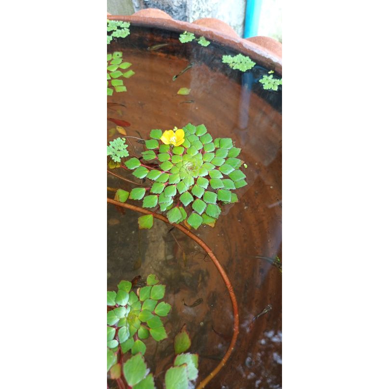 กระจับแก้ว หรือ กระจับญี่ปุ่น พืชน้ำหายาก พืชน้ำประดับอ่างปลา - รูปที่ 6