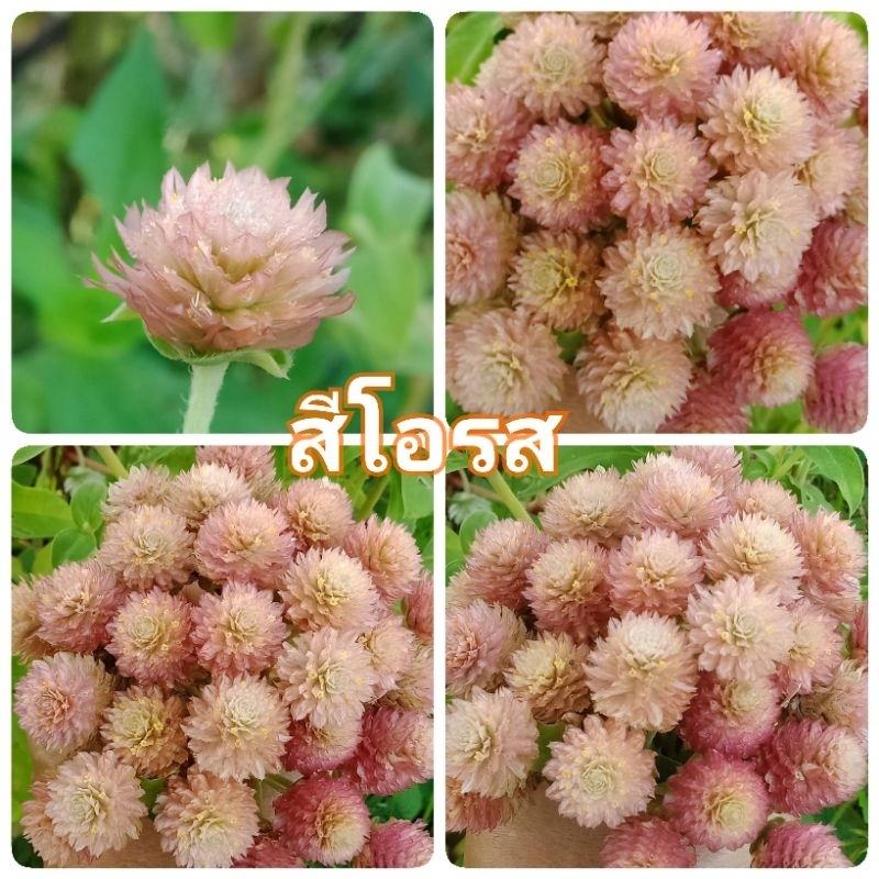 เมล็ดบานไม่รู้โรย ดอกบานไม่รู้โรย สีโอรส บานเย็น ขาว ดอกไม้กินได้ สมุนไพร จัดสวน