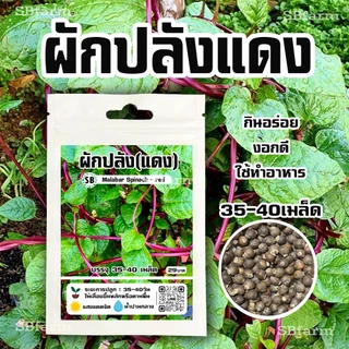 ผักปลังแดง 35-40 เมล็ด/ซอง Malabar Spinach - Red 🔥โปรโมชั่น [ซื้อ 2 แถม 1ซอง]