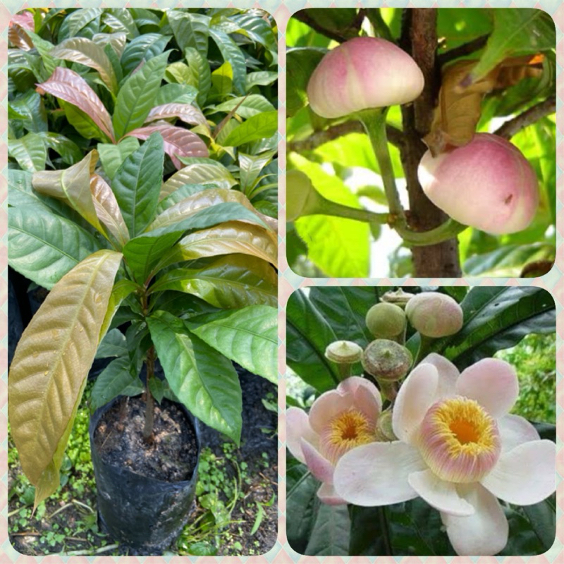 ต้นบัวสวรรค์ บัวเรียกทรัพย์ บัวมหามงคล ไม้ประดับดอกสวย (สูง 30-40cm)