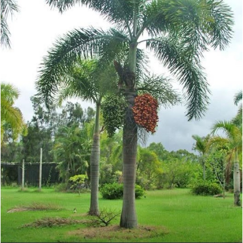 ต้นปาล์มหางกระรอก (foxtail Palm) ผลทานได้ ปลูกง่ายโตไว (สูง 60-80cm) - รูปที่ 2