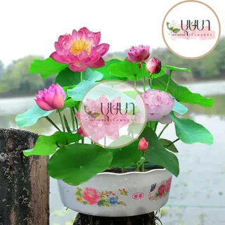 เมล็ดบัวแคระ 9 บาท 5เมล็ด