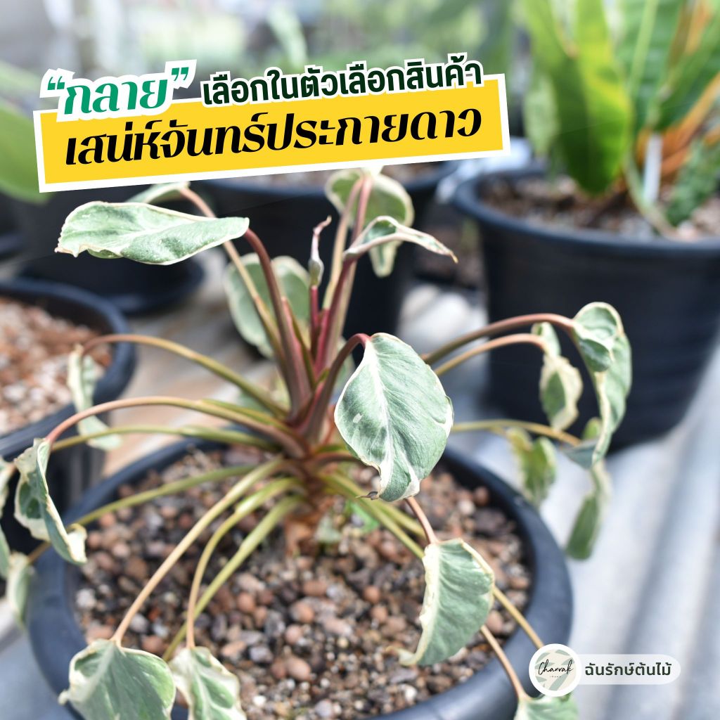 เสน่ห์จันทร์ประกายดาวกลาย Homalomena rubescens Variegated ส่งต้นตรงรูป เลือกขนาดในตัวเลือก