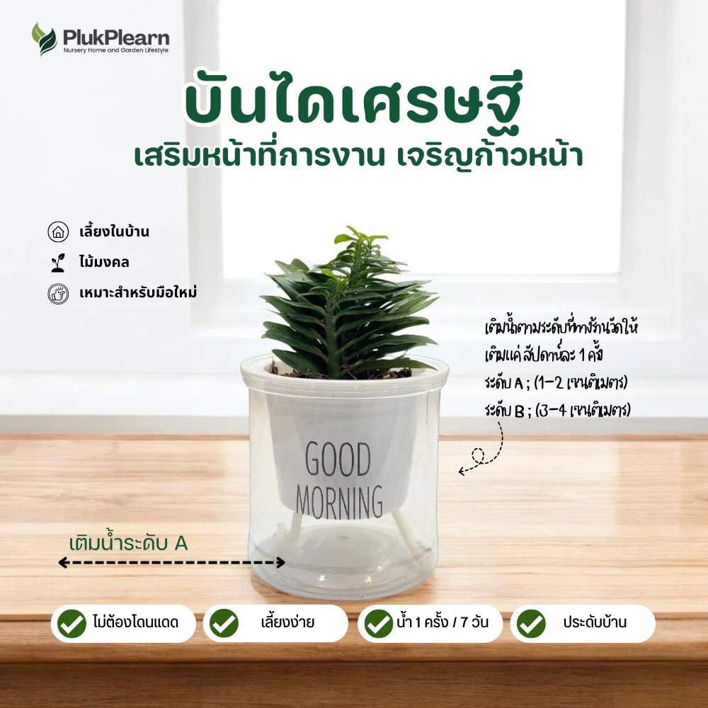 ต้นไม้ ฟอกอากาศ แต่งโต๊ะคอม ไม้มงคล กระถางรดน้ำอัตโนมัติ thumbnail 7
