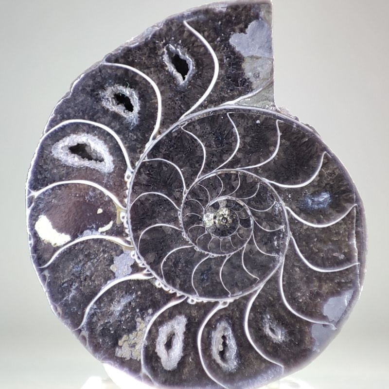 คาบอไนต์ แอมโมไนต์🔹Carbonized Ammonite


