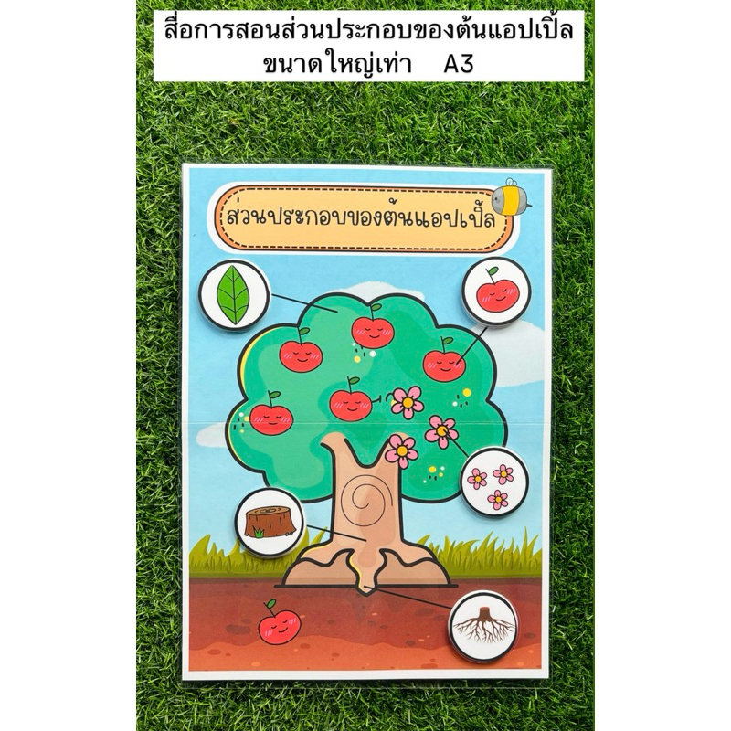 สื่อการสอนส่วนประกอบของต้นแอปเปิ้ล ส่วนประกอบของต้นไม้ ขนาดขนาดใหญ่เท่าA3