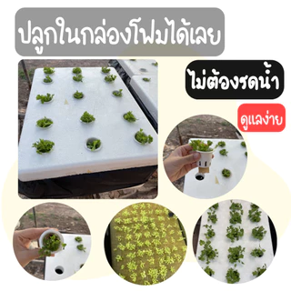 ชุดใหญ่ปลูกผักชี คื่นฉ่าย ชุดปลูกผักชี คื่นฉ่าย ไฮโดรโปนิกส์ (ชุดกล่อง 3 ใบ)