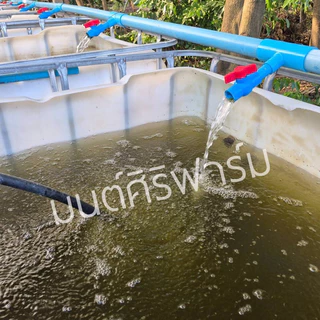 อาหารหอยขมยักษ์รัตนะ สูตรเร่งโต เกรดฟาร์ม แก้ปัญหาหอยโตช้าหรือหอยไม่ออกลูกเนื่องจากสารอาหารที่สะสมไม่เพียงพอ