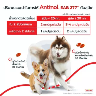 [Official Store] แอนทินอล Antinol® EAB 277™ Bundle Pack 3 กล่อง
