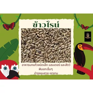 ข้าวไรน์ (แบ่งขาย250-1kG.) อาหารนกแก้ว แฮมเตอร์ และสัตว์ฟันแทะอื่นๆ