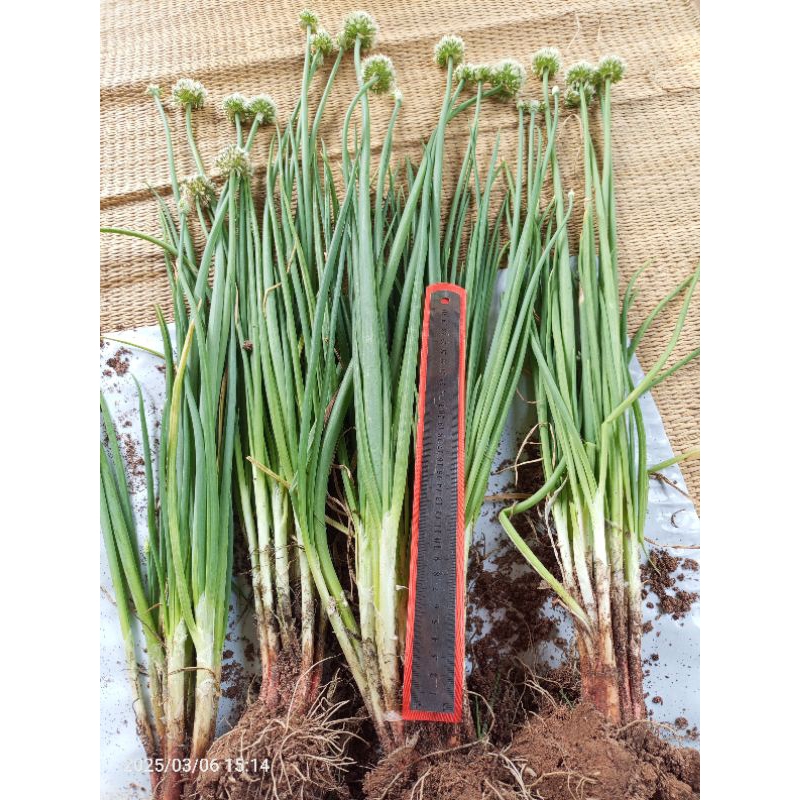 👉 หอมทานดอก(ต้นพันธุ์)🌻 หอมแบ่ง🌿 ต้นใหญ่ ไม่ลงหัว(แบ่งปลูกได้ทั้งปี) ส่งเป็นต้นสดพร้อมปลูก ทานได้ทั้งดอก+ใบ