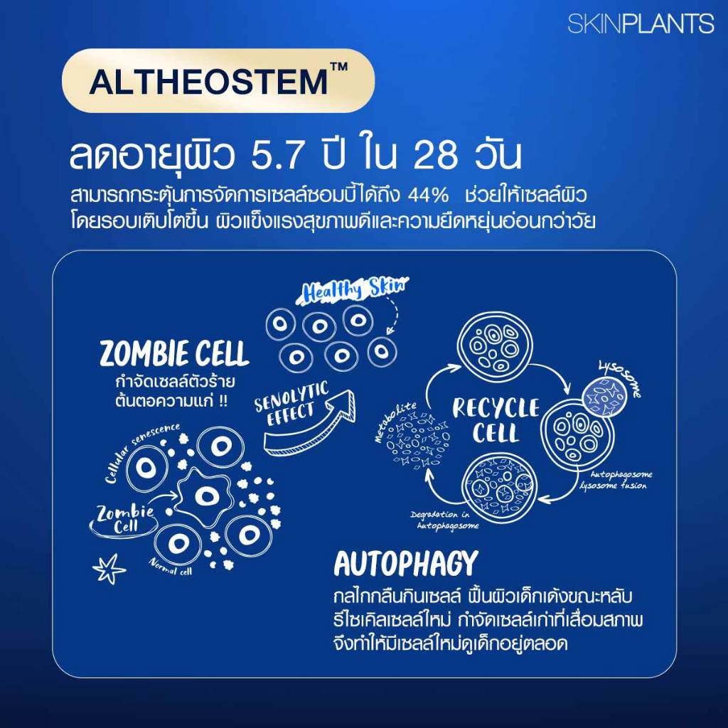 SKINPLANTS BLUE ROSE OVERNIGHT SERUM เซรั่มลดอายุผิว จัดการ Zombie Cell ลดริ้วรอย ผิวชุ่มชื้น — صورة 6
