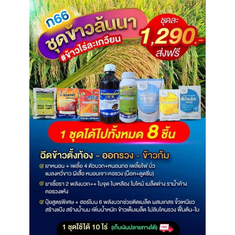 ชุดข้าวล้นนา (ก66) ยาฉีดช่วงข้าวตั้งท้อง และออกรวง : 1 ชุดฉีดได้ 10 ไร่
