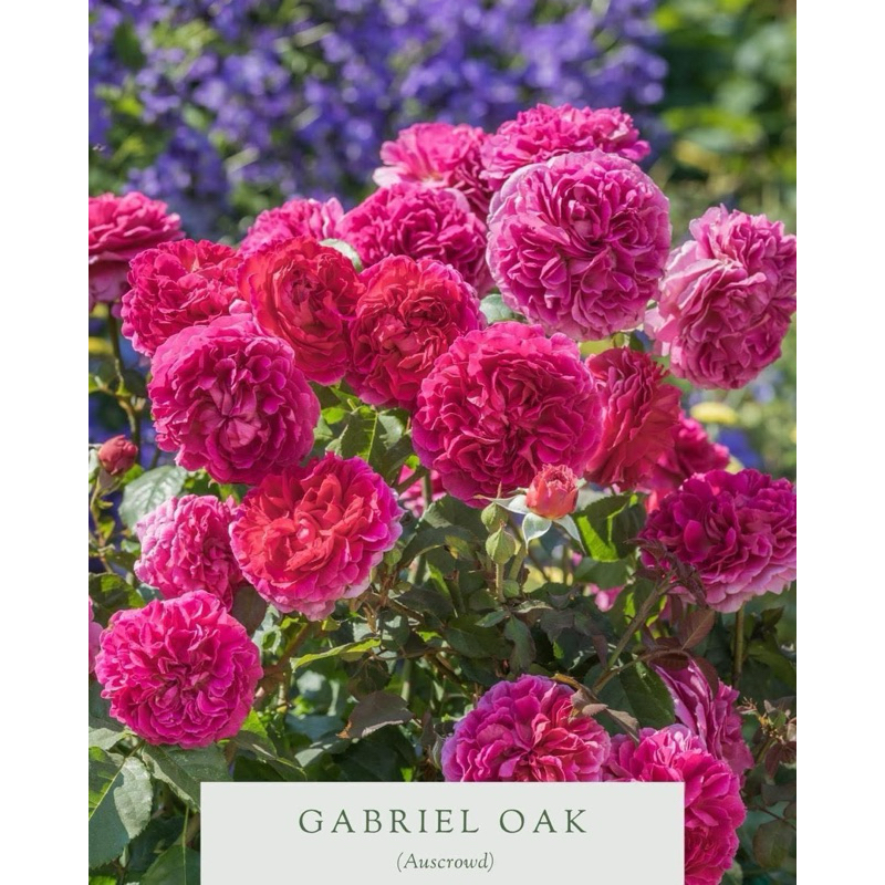 กุหลาบอังกฤษ Gabriel Oak