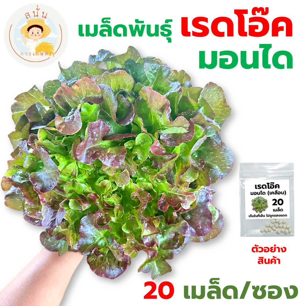 เมล็ดพันธุ์ เรดโอ๊ค มอนได (Red Oak Mondai) เมล็ดเคลือบ นำเข้าตรงสายพันธุ์ (1 ซอง 20 เมล็ด)