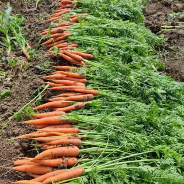 พร้อมส่ง‼️ 500g/1000g เบบี้แครอท baby carrot - รูปที่ 4