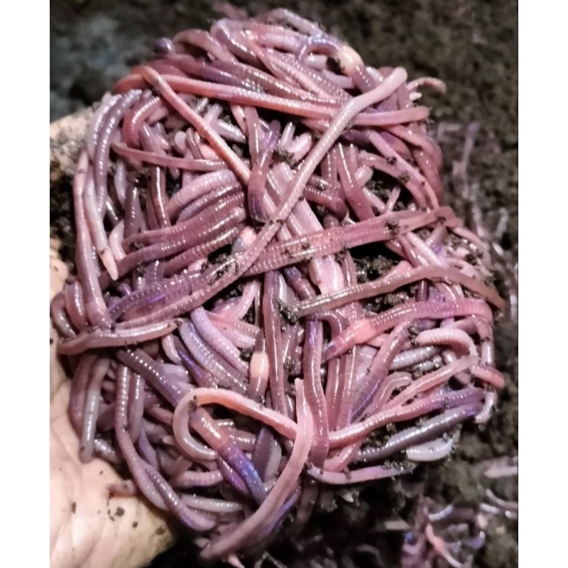 ไส้เดือนพันธุ์afขนาดบรรจุ 0.5 กิโลกรัม.