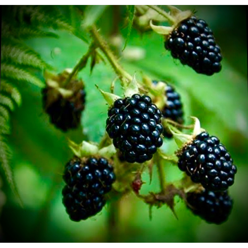 ต้นพันธุ์ แบล็คเบอรี่ Prime Ark 45  Blackberry tree รสหวาน ต้นใหญ่ ผลดกพร้อมออกดอก ติดลูก กระถาง10นิ้ว สูง 80-100cm