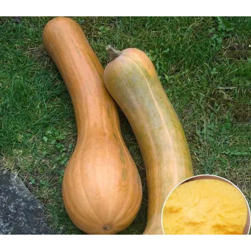 📌เมล็ดพันธุ์ฟักทองเงือกสองใจ📌 1ชุดมี20เม็ด