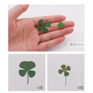 🍀🍀🍀【ชุดDIYใบโคลเวอร์4แฉก】บไม้แห้ง 12ชิ้น งานฝีมือ ตกแต่ง ของขวัญมงคลเสริมโชค