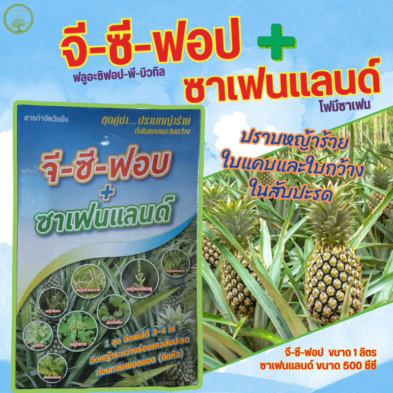 จี-ซี-ฟอบ+ซาเฟนแลนด์ ยาฆ่าหญ้าใบแคบ+ใบกว้าง ฉีดพ่นวัชพืชแปลงสัปประรด 👉👉1 ชุดผสมน้ำ ได้ 1,000 ลิตร