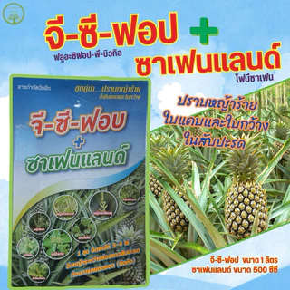 จี-ซี-ฟอบ+ซาเฟนแลนด์ ยาฆ่าหญ้าใบแคบ+ใบกว้าง ฉีดพ่นวัชพืชแปลงสัปประรด 👉👉1 ชุดผสมน้ำ ได้ 1,000 ลิตร