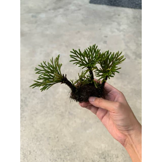 ดอกหินเวียดนาม จัดตู้ระบบชื้น ระบบปิด Terrarium Selaginella tamariscina