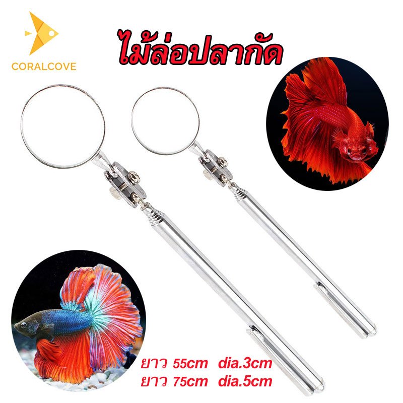 coralcoveshop ไม้ล่อปลากัด กระจกล่อปลา ยาว 55-75 ซม. dia.3-5ซม. สำหรับล่อปลากัด ให้ปลากัดพองสู้