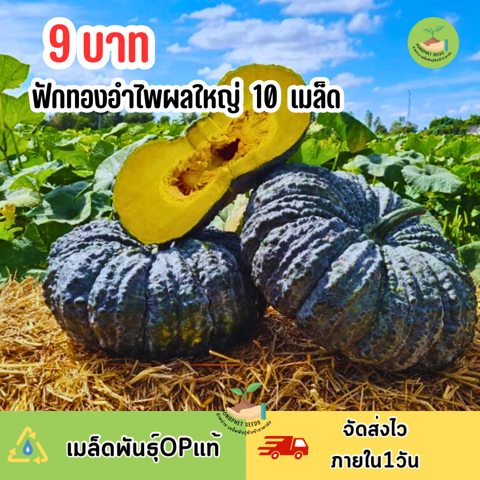 พิเศษ9บาท ฟักทองอำไพลูกใหญ่ 10 เมล็ด