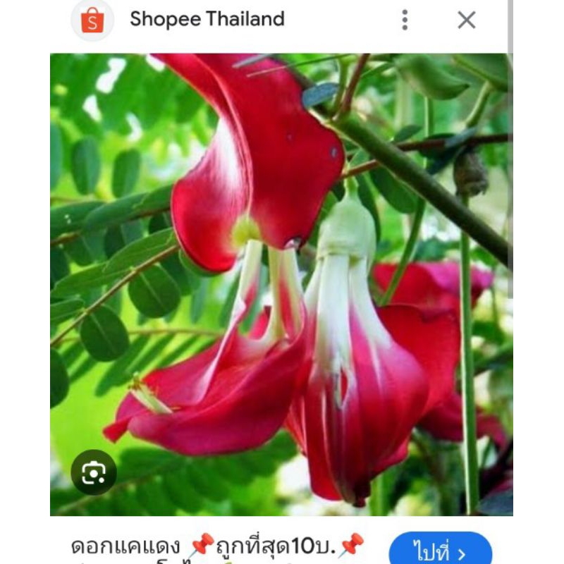 ดอกแคสีแดงออแกนิคบดผงบรรจุ 25 กรัม