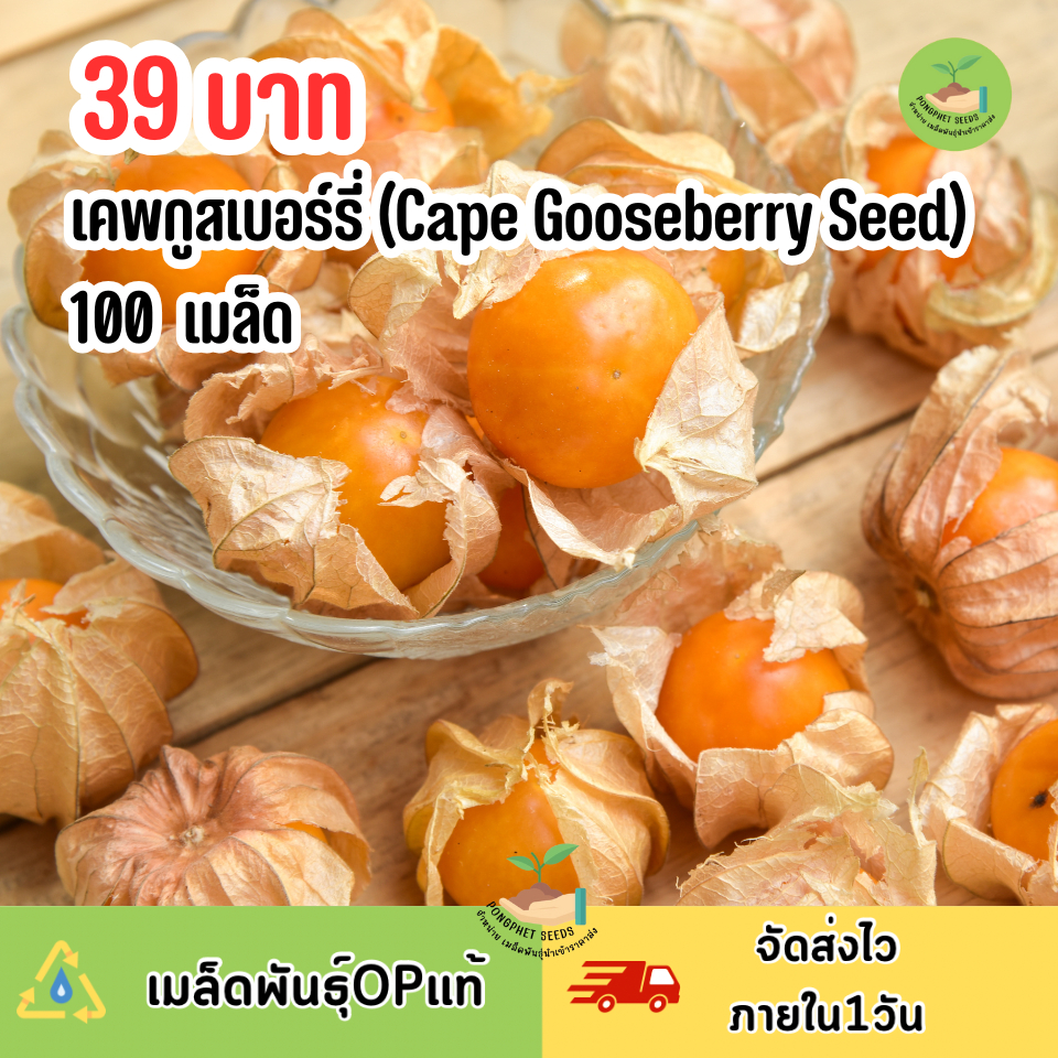 เมล็ดพันธุ์เคพกูสเบอร์รี่หรือโทงเทงฝรั่ง 100 เมล็ด