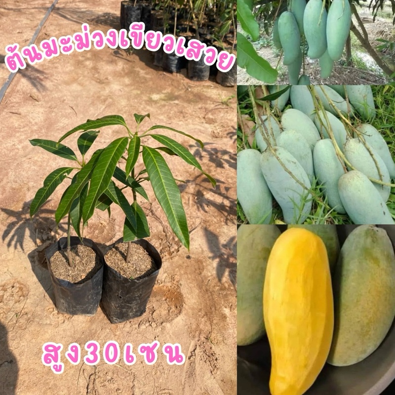 ต้นมะม่วงเขียวเสวย แบบเสียบยอด ต้นละ98บาท พันธุ์แท้100% ต้นสวยพร้อมส่ง