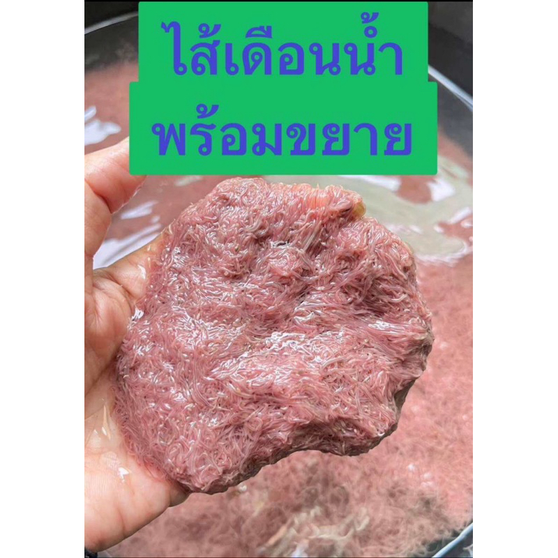 ชุดเพาะขยายไส้เดือนน้ำ สำหรับปลาสวยงาม อาหารที่ปลอดภัยต่อปลา
