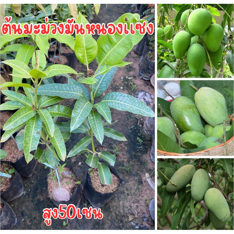 ต้นมะม่วงมันหนองเเซง ต้นสูง50เซน พร้อมส่ง เสียบยอด