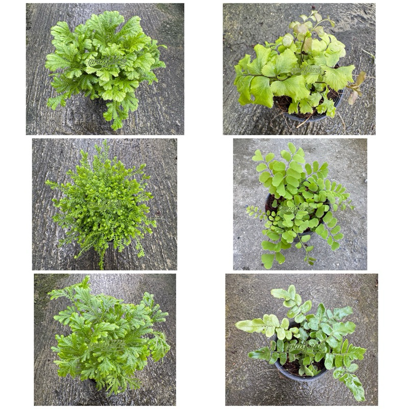 🪴ต้นเฟิร์น/ไม้จิ๋ว/ของแต่งบ้าน💚🌿