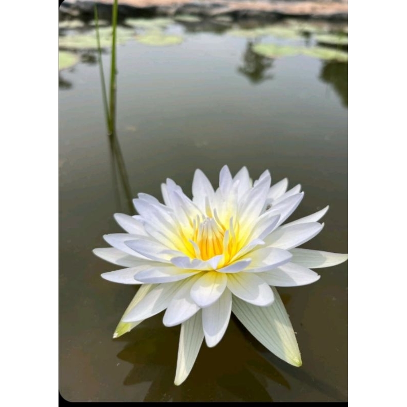 บัวผันสีฟ้า มีกลิ่นหอม รูปที่ 3