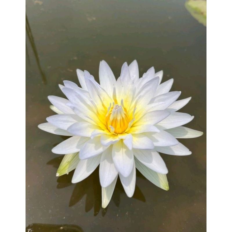 บัวผันสีฟ้า มีกลิ่นหอม รูปที่ 4