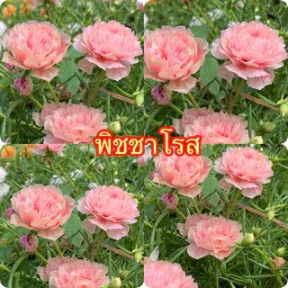 แพรเซี่ยงไฮ้ กล่องละ1 โลคละสีจ้า 10-20สีขึ้นจ้าตัดคละสี