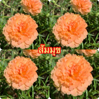 แพรเซี่ยงไฮ้ กล่องละ1 โลคละสีจ้า 10-20สีขึ้นจ้าตัดคละสี