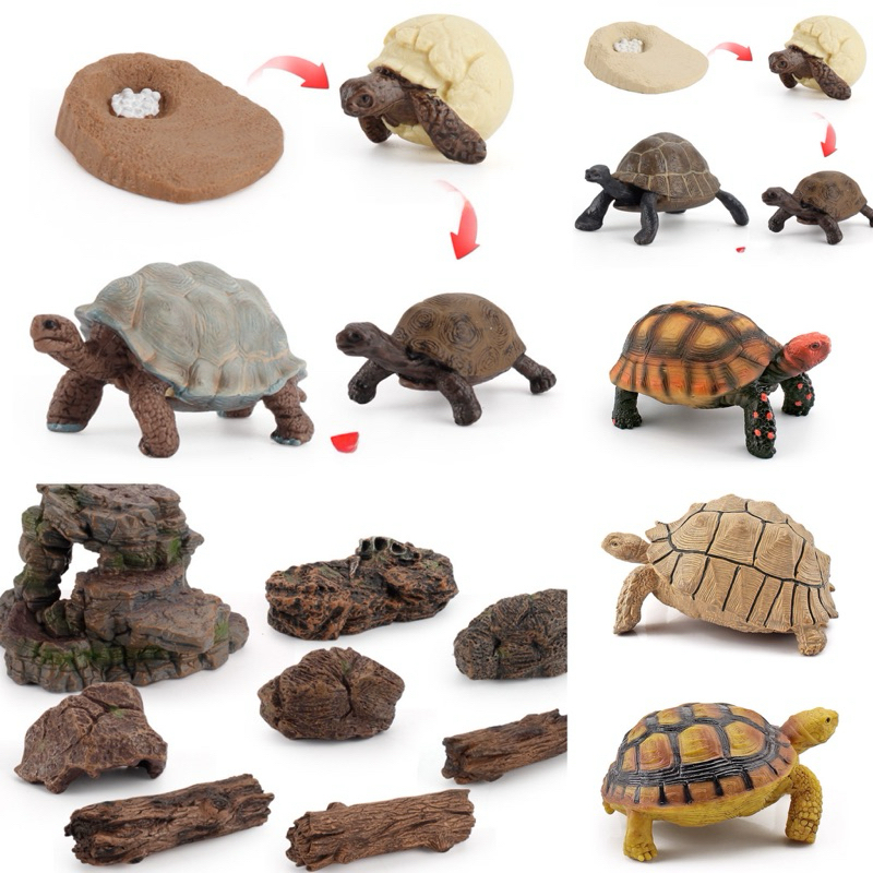 Tortoise Geochelone sulcata Life cycle Sensory Play วงจรชีวิตเต่าบก เต่าซูคาต้า วงจรชีวิตสัตว์ 📍พร้อมส่งจากไทย📍