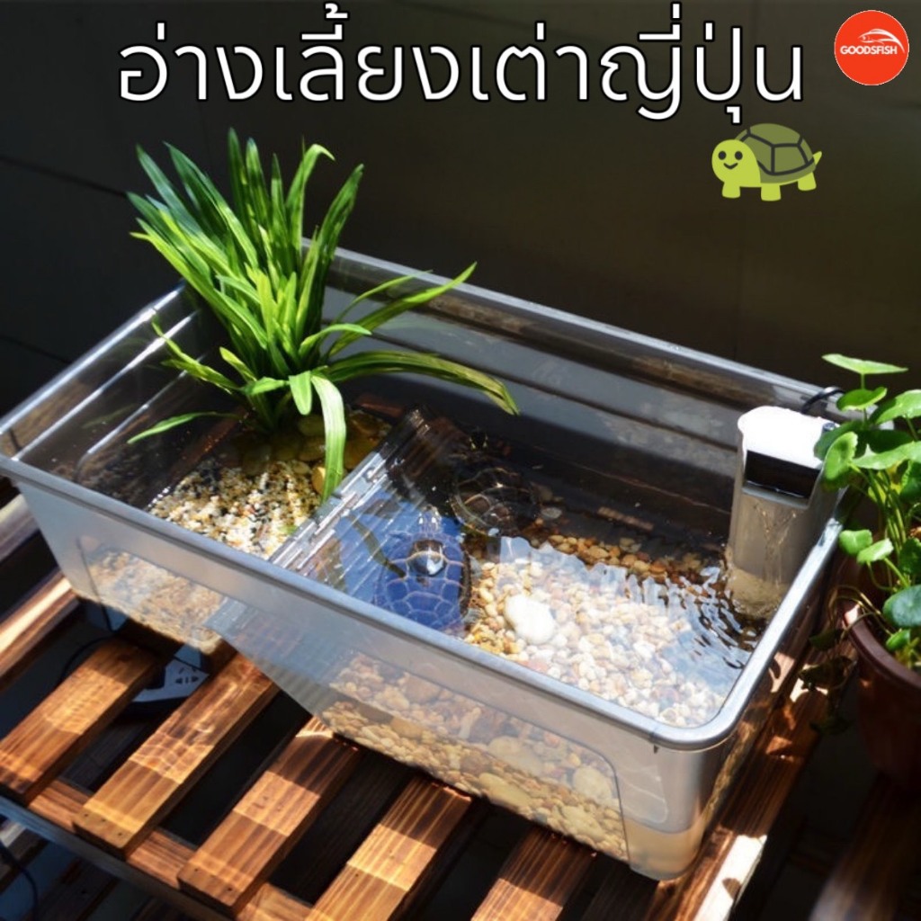 อ่างเลี้ยงเต่า กล่องเลี้ยงเต่า กระบะเลี้ยงเต่า มีที่พักเต่า สำหรับเต่าน้ำ,เต่าญี่ปุ่น